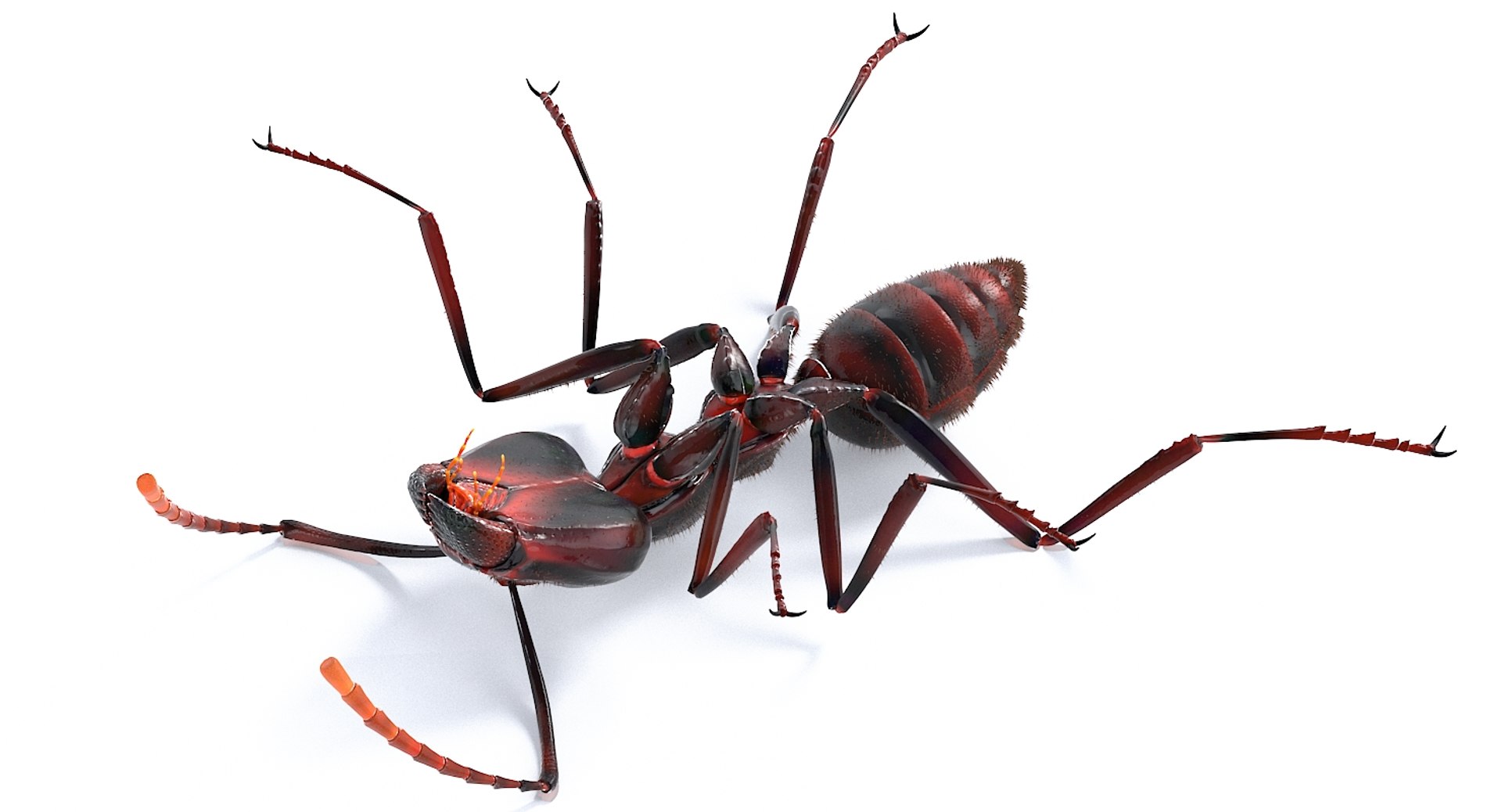 realistic black ant real model https://p.turbosquid.com/ts-thumb/Fg/4tLkoG/nNjdn1gP/antblack_33/jpg/1540188381/1920x1080/fit_q87/845f9ba40cd50e2518f46d8e906d4588bd6dec44/antblack_33.jpg