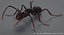 Realistic Black Ant