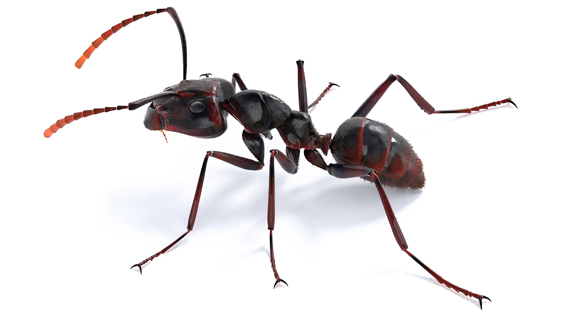 realistic black ant real model https://p.turbosquid.com/ts-thumb/Fg/4tLkoG/rb6v3h54/antblack_30/jpg/1540188381/1920x1080/fit_q87/ab71f723bdec47043ce6d1e59440faf80120ac9d/antblack_30.jpg
