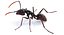 Realistic Black Ant