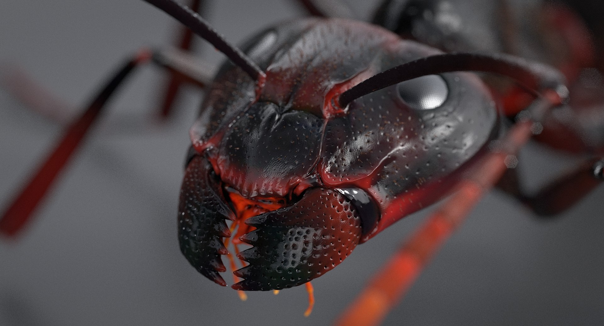 realistic black ant real model https://p.turbosquid.com/ts-thumb/Fg/4tLkoG/v5Um9fus/antblack_12/jpg/1540188378/1920x1080/fit_q87/8bcc8f93efb631685552a2e20a702b601cb43ee9/antblack_12.jpg