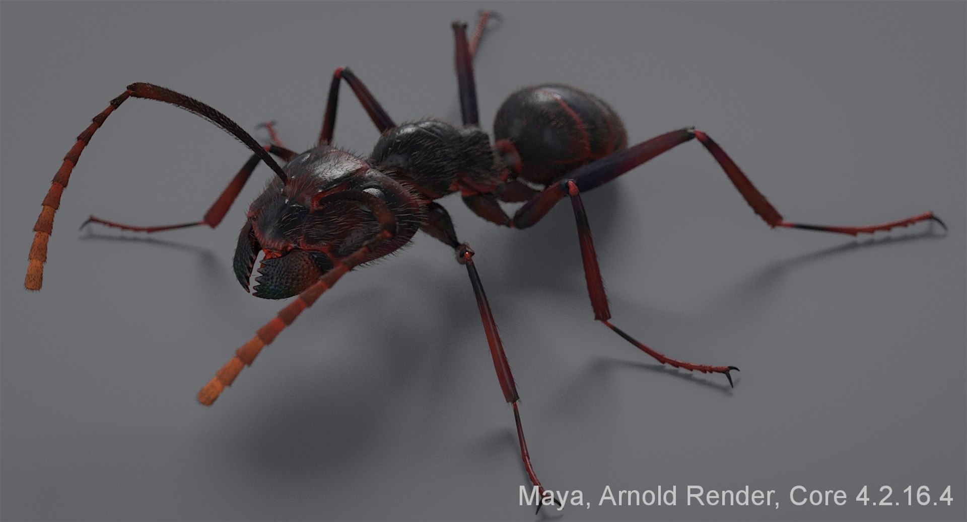 realistic black ant real model https://p.turbosquid.com/ts-thumb/Fg/4tLkoG/xXCjMAZV/antblackmayaarnold_02/jpg/1540188436/1920x1080/fit_q87/8571c82b89a2b0006ca4f32b4c02b96d22cf59b6/antblackmayaarnold_02.jpg