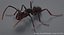 Realistic Black Ant