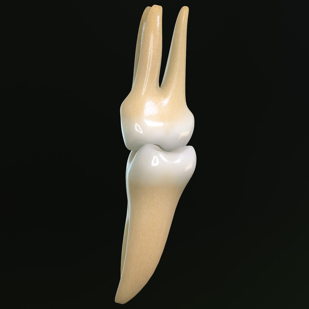 teeth molars 3d max https://p.turbosquid.com/ts-thumb/Fg/Fgg7bC/EzfX3WRG/sm_03/jpg/1364253205/1920x1080/fit_q87/3fd1fb1e110d2677b0c2470f66b4f00271157112/sm_03.jpg