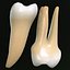 Second Molars