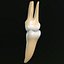 Second Molars