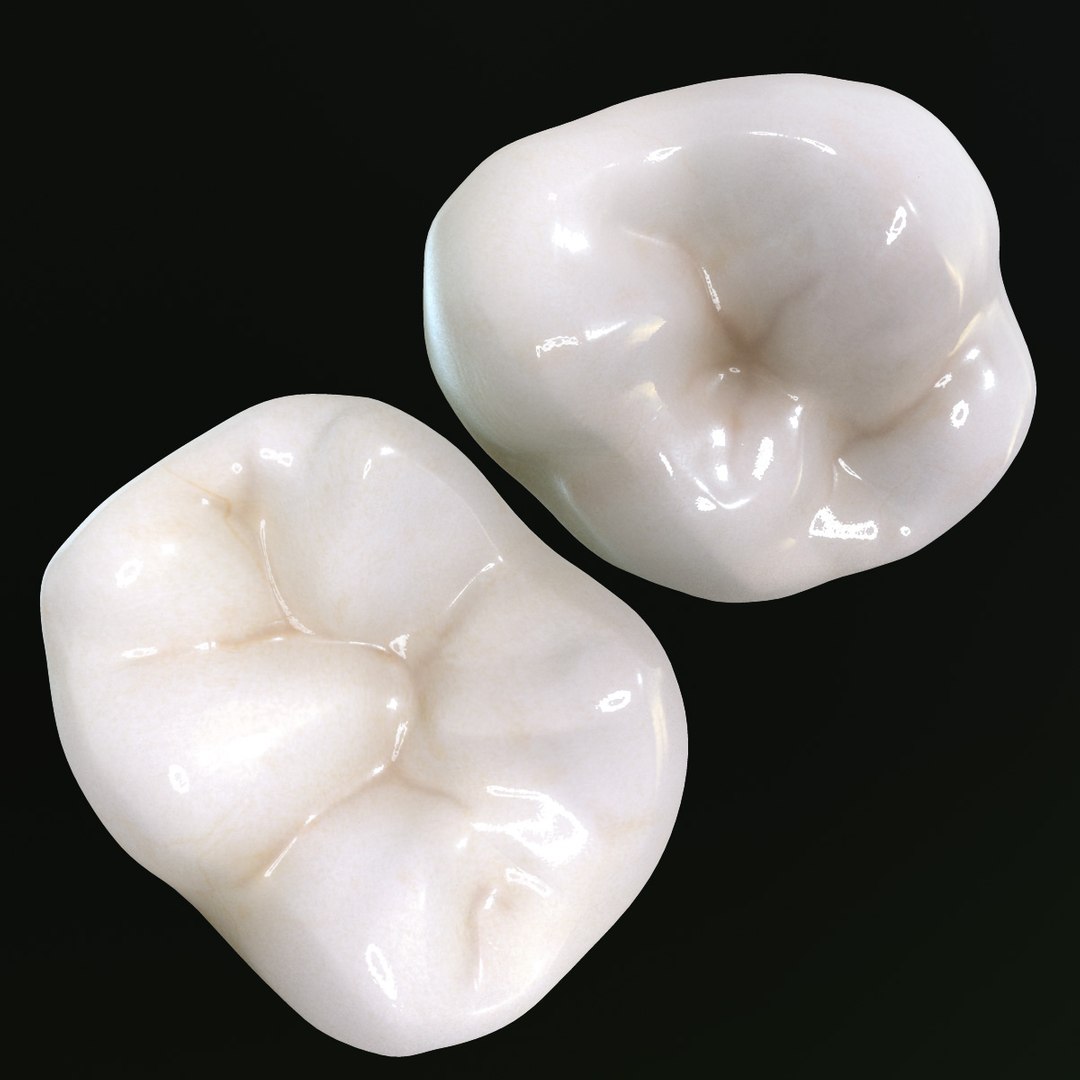 teeth molars 3d max https://p.turbosquid.com/ts-thumb/Fg/Fgg7bC/p9aO6Kai/sm_10/jpg/1364253205/1920x1080/fit_q87/2e273ca10ccb32f5b66270751dc94137dd45bc0c/sm_10.jpg