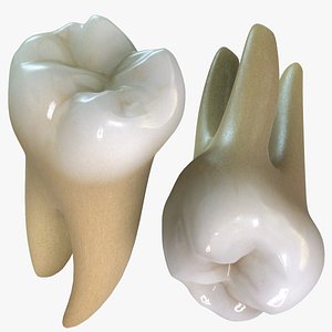 Second Molars