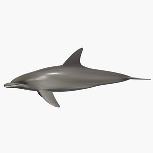 Bottlenose Dolphin