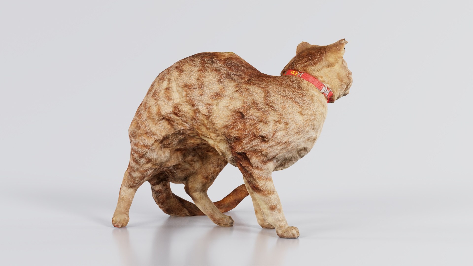Cat Remastered Model - TurboSquid 2359795