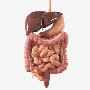 Human Digestive System PBR 3D