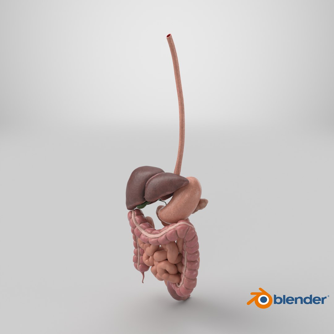Human Digestive System PBR 3D https://p.turbosquid.com/ts-thumb/Fg/QP5Kf6/1b/stemcell_blender_cycles_render/png/1770138704/1920x1080/fit_q87/9855d87e9cdb026c8ce765de0c0e864a5c272c03/stemcell_blender_cycles_render.jpg