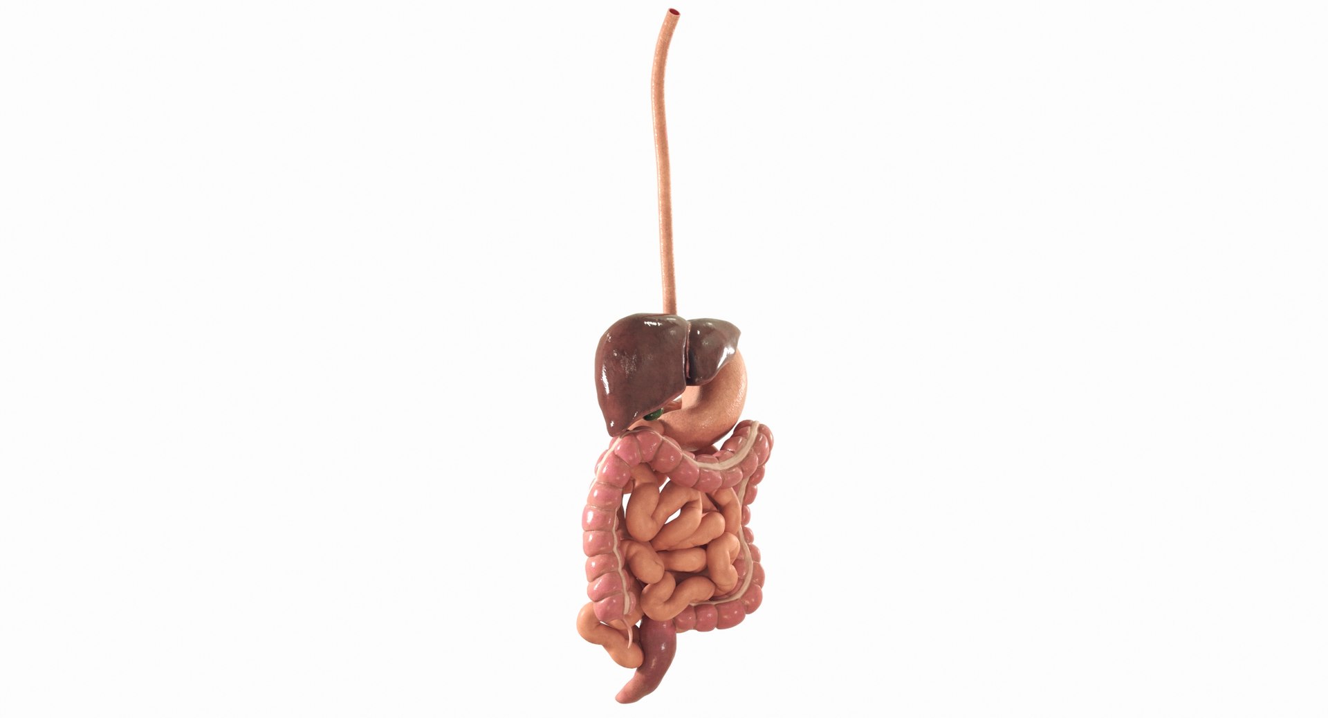 Human Digestive System PBR 3D https://p.turbosquid.com/ts-thumb/Fg/QP5Kf6/88/09/jpg/1769965605/1920x1080/fit_q87/7a106228587d28749b047423e70c2949ffad837a/09.jpg
