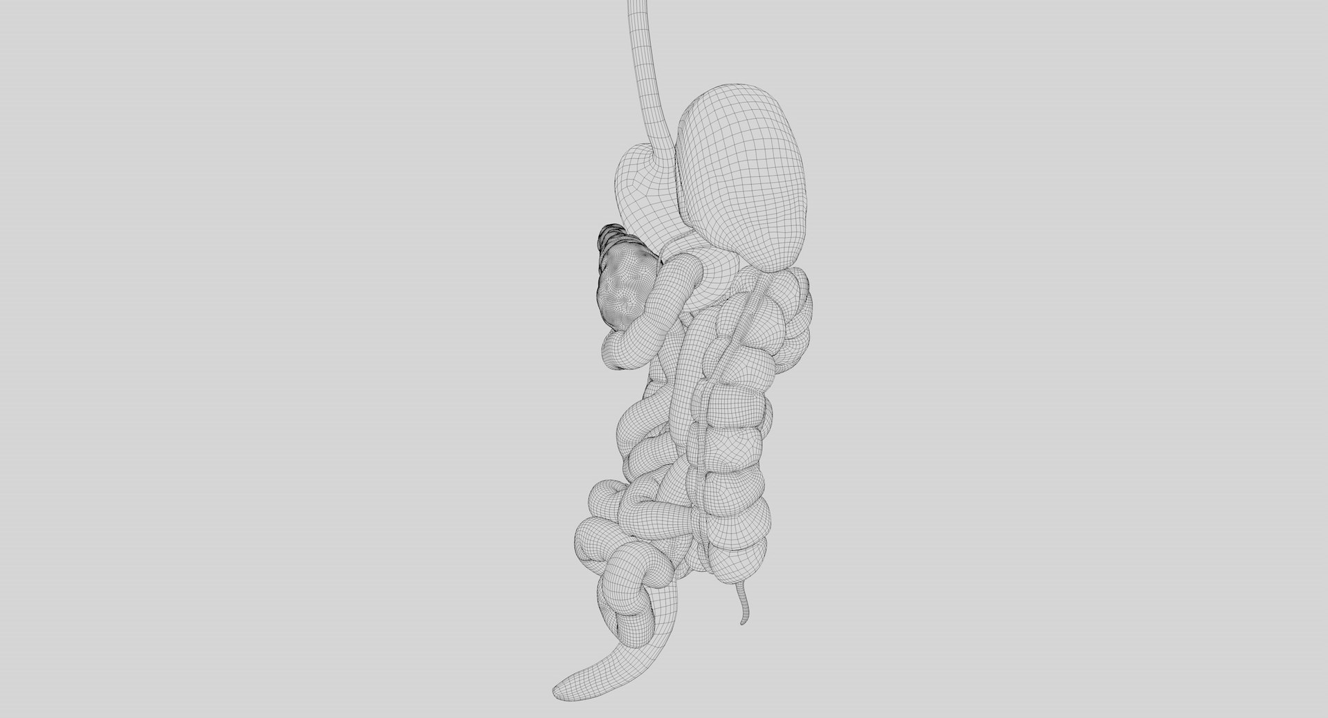 Human Digestive System PBR 3D https://p.turbosquid.com/ts-thumb/Fg/QP5Kf6/9Q/wir04/jpg/1769965618/1920x1080/fit_q87/32afe1aecdc922ce75cc7abb902b763682f114cb/wir04.jpg