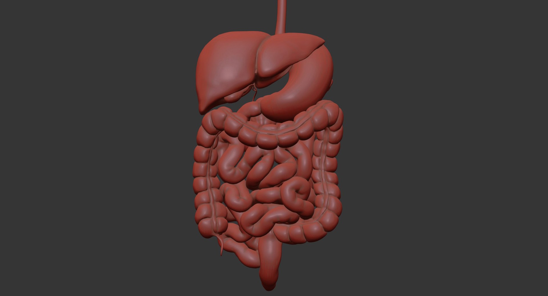 Human Digestive System PBR 3D https://p.turbosquid.com/ts-thumb/Fg/QP5Kf6/Ot/clay/jpg/1769965615/1920x1080/fit_q87/da21239378abde42df3f9f1f05a4f4578e13d367/clay.jpg