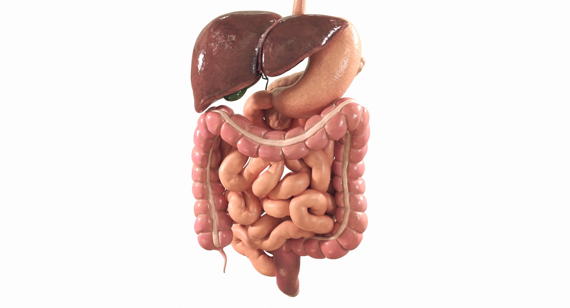 Human Digestive System PBR 3D https://p.turbosquid.com/ts-thumb/Fg/QP5Kf6/R6/06b/jpg/1769965588/1920x1080/fit_q87/4e93e0ebdea8d34d9b071d51f1688d93c8c6546f/06b.jpg