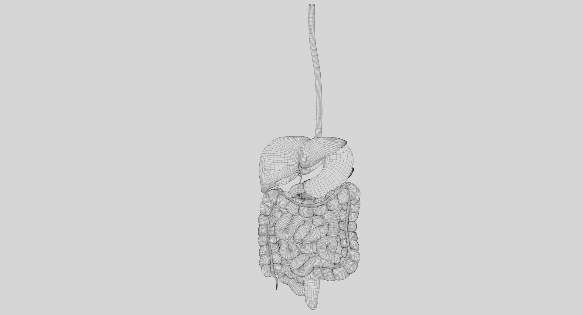 Human Digestive System PBR 3D https://p.turbosquid.com/ts-thumb/Fg/QP5Kf6/SN/wir02/jpg/1769965617/1920x1080/fit_q87/d43db9a4aaad9c04663d1dc90796d925ba604dc9/wir02.jpg