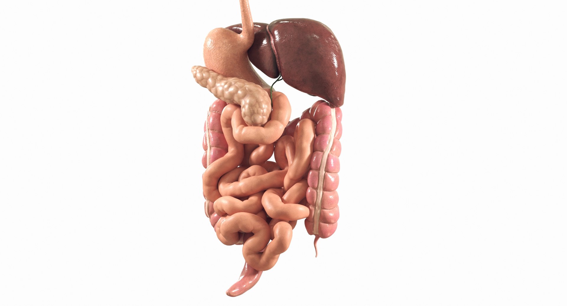 Human Digestive System PBR 3D https://p.turbosquid.com/ts-thumb/Fg/QP5Kf6/b5/03d/jpg/1769965566/1920x1080/fit_q87/96741035a71b2dbce3956b4ced9b02f62739f7cc/03d.jpg