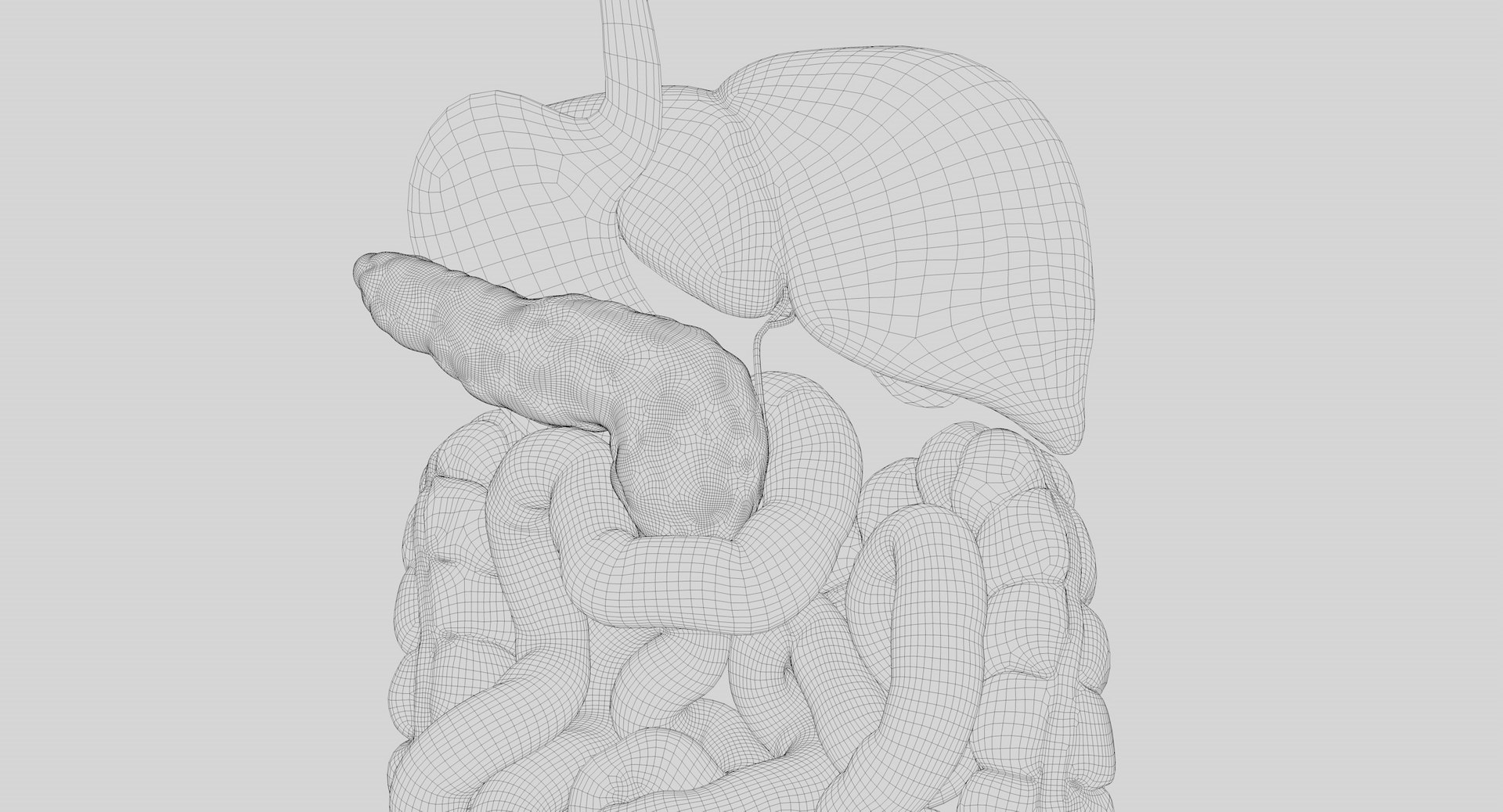 Human Digestive System PBR 3D https://p.turbosquid.com/ts-thumb/Fg/QP5Kf6/f6/wir03/jpg/1769965618/1920x1080/fit_q87/ddf75df7d83e72d9cee0c35ba596fa98a6a1a548/wir03.jpg