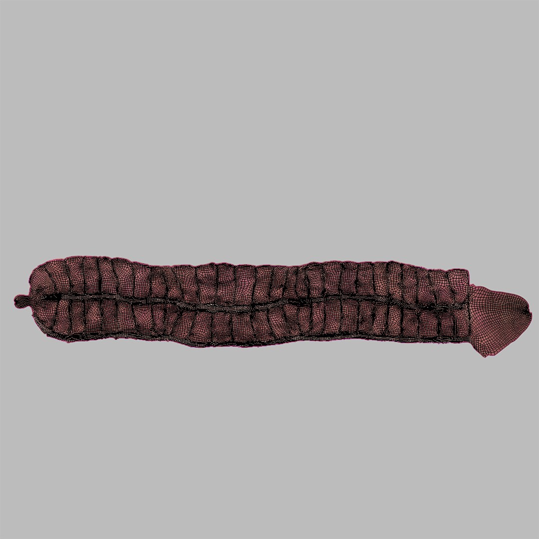Human Digestive System PBR 3D https://p.turbosquid.com/ts-thumb/Fg/QP5Kf6/gN/uw/jpg/1769971797/1920x1080/fit_q87/ba0af80ffd9a4bcd5bfaada9a4e6f09e2a1bc7d7/uw.jpg