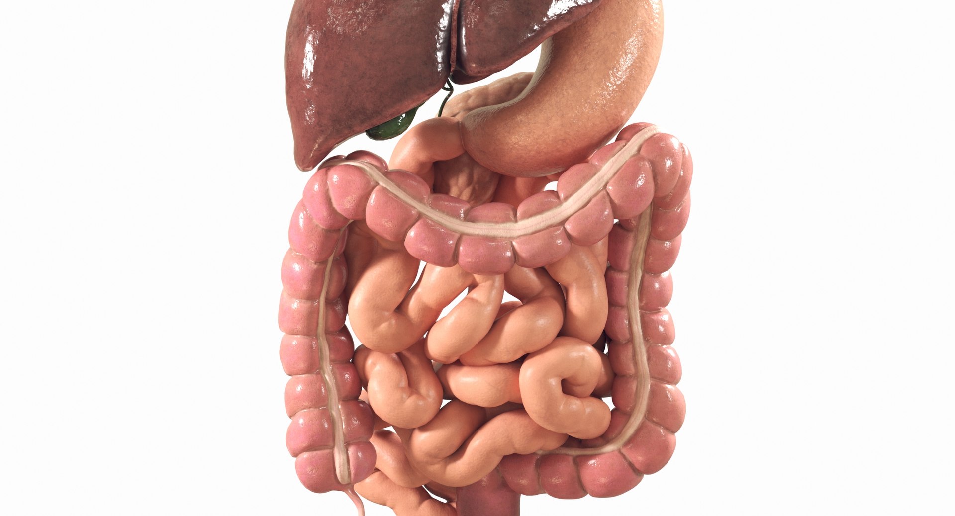 Human Digestive System PBR 3D https://p.turbosquid.com/ts-thumb/Fg/QP5Kf6/mc/08b/jpg/1769965599/1920x1080/fit_q87/aeeae46e3db3bc94584dd43ed8e615b236ea4c7e/08b.jpg