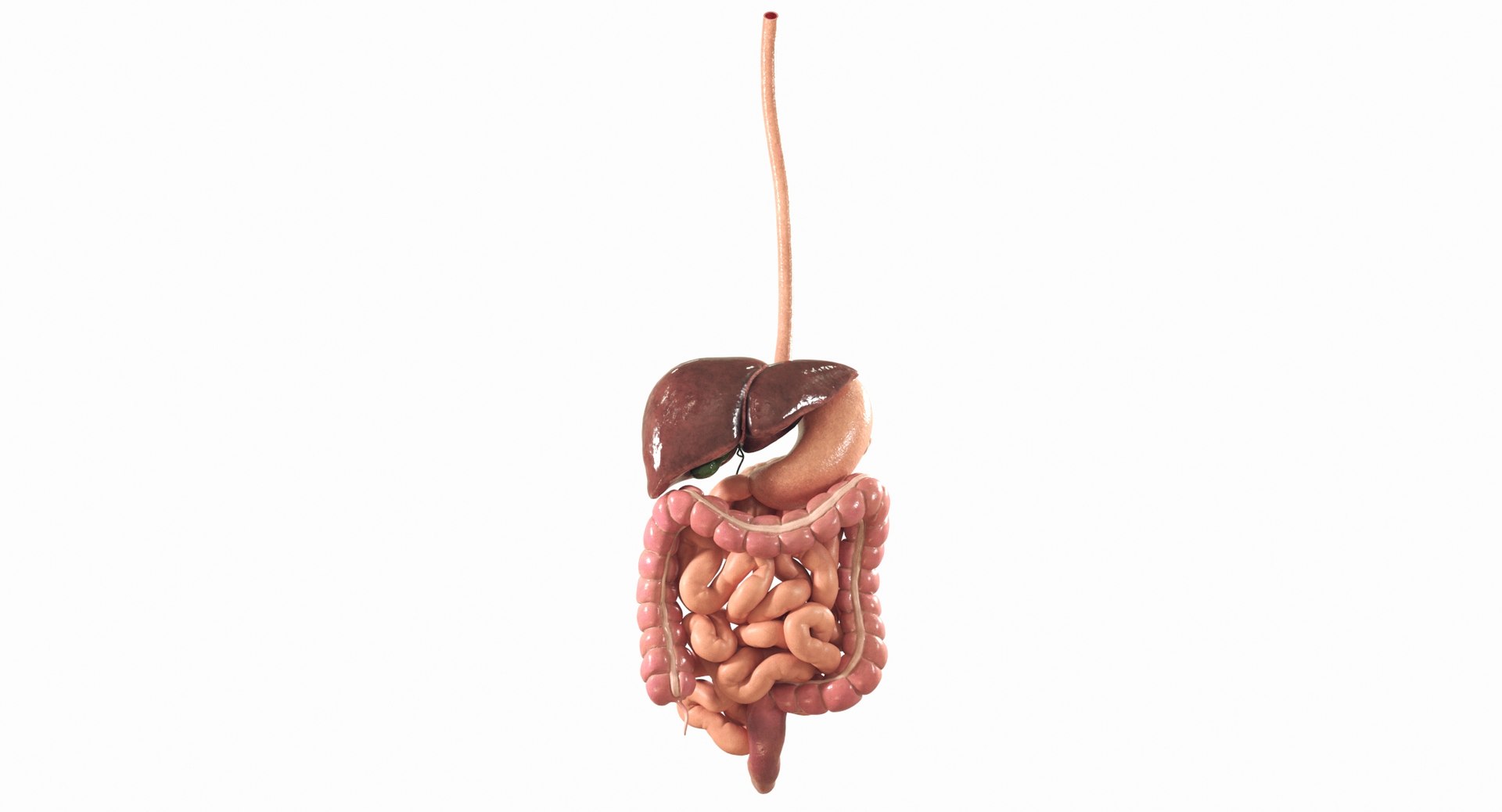 Human Digestive System PBR 3D https://p.turbosquid.com/ts-thumb/Fg/QP5Kf6/n7/10b/jpg/1769965612/1920x1080/fit_q87/807ef6e82be7f81409646429157c1e2e6bc086e3/10b.jpg