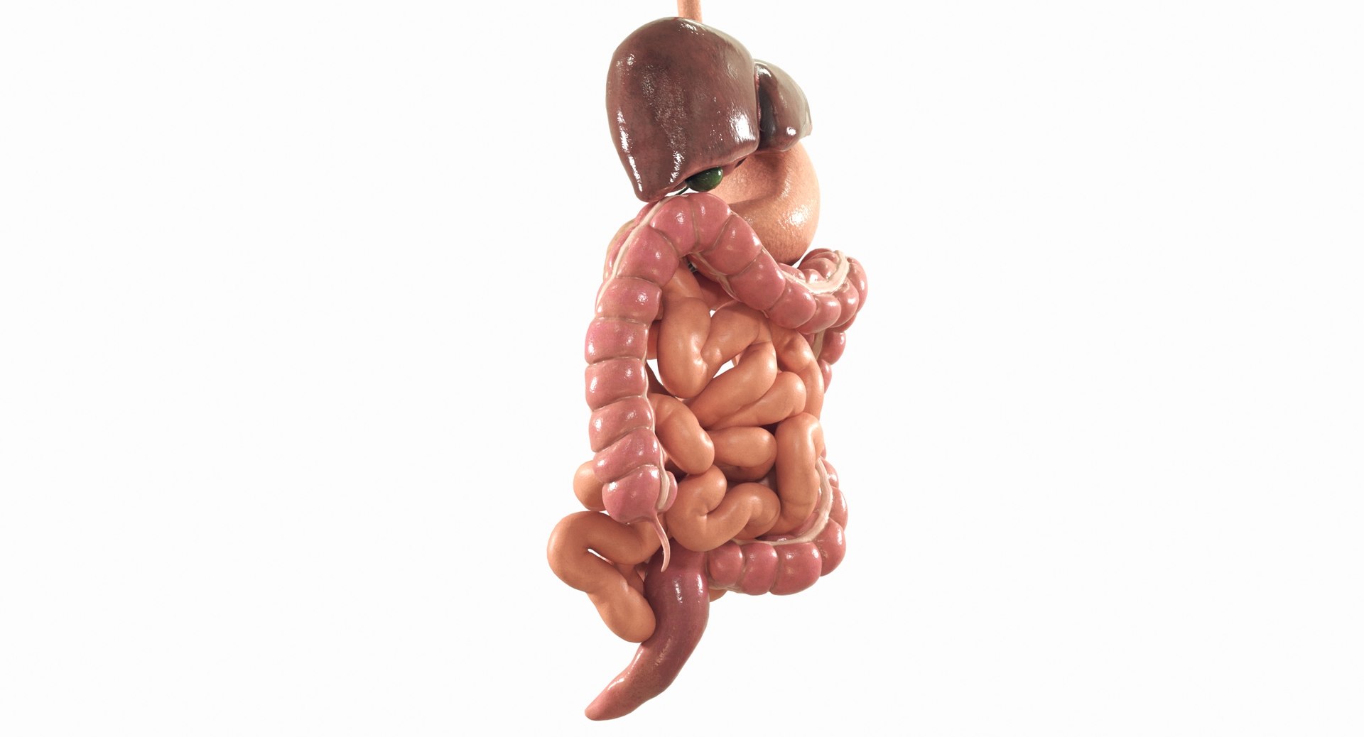 Human Digestive System PBR 3D https://p.turbosquid.com/ts-thumb/Fg/QP5Kf6/t3/04c/jpg/1769965576/1920x1080/fit_q87/10414577f12b4c01c7e30e72f72a8f447369aff6/04c.jpg