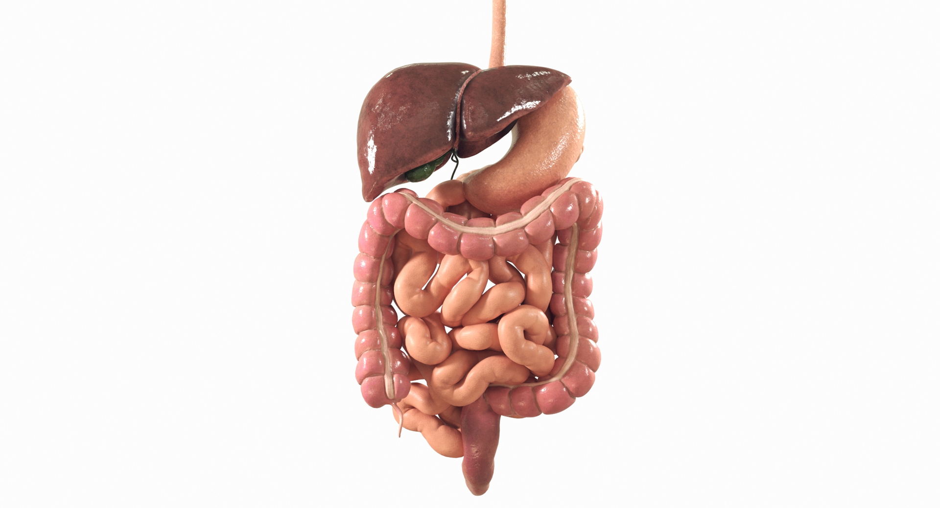 Human Digestive System PBR 3D https://p.turbosquid.com/ts-thumb/Fg/QP5Kf6/uB/digestivesystem/jpg/1769968971/1920x1080/turn_fit_q99/54c9afb161c958e2ccbe62bf92d6f7d1af71db82/digestivesystem-1.jpg