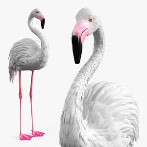 3D Albino Flamingo Bird White model
