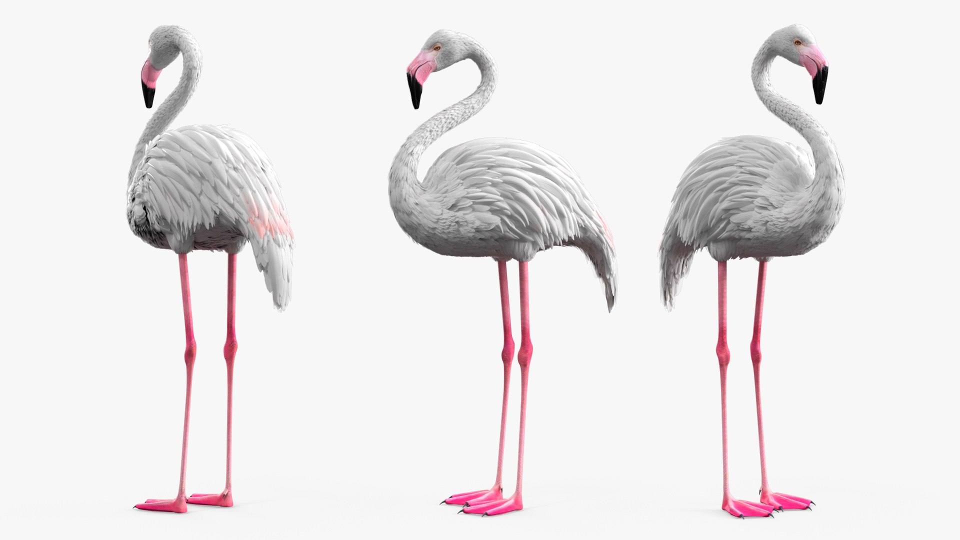 Albino Flamingo Bird White 3D model for industrial visualization, technical presentation, simulation, product rendering, and animation