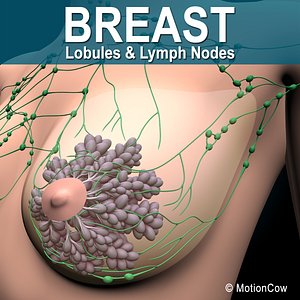 Breast