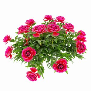 Plants peony