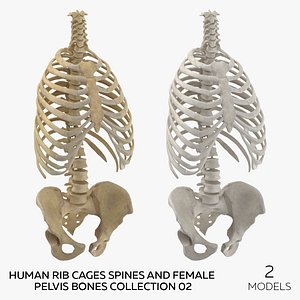 3D Human Rib Cages Spines and Female Pelvis Bones Collection 02 - 2 models model