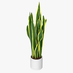 Sansevieria Trifasciata