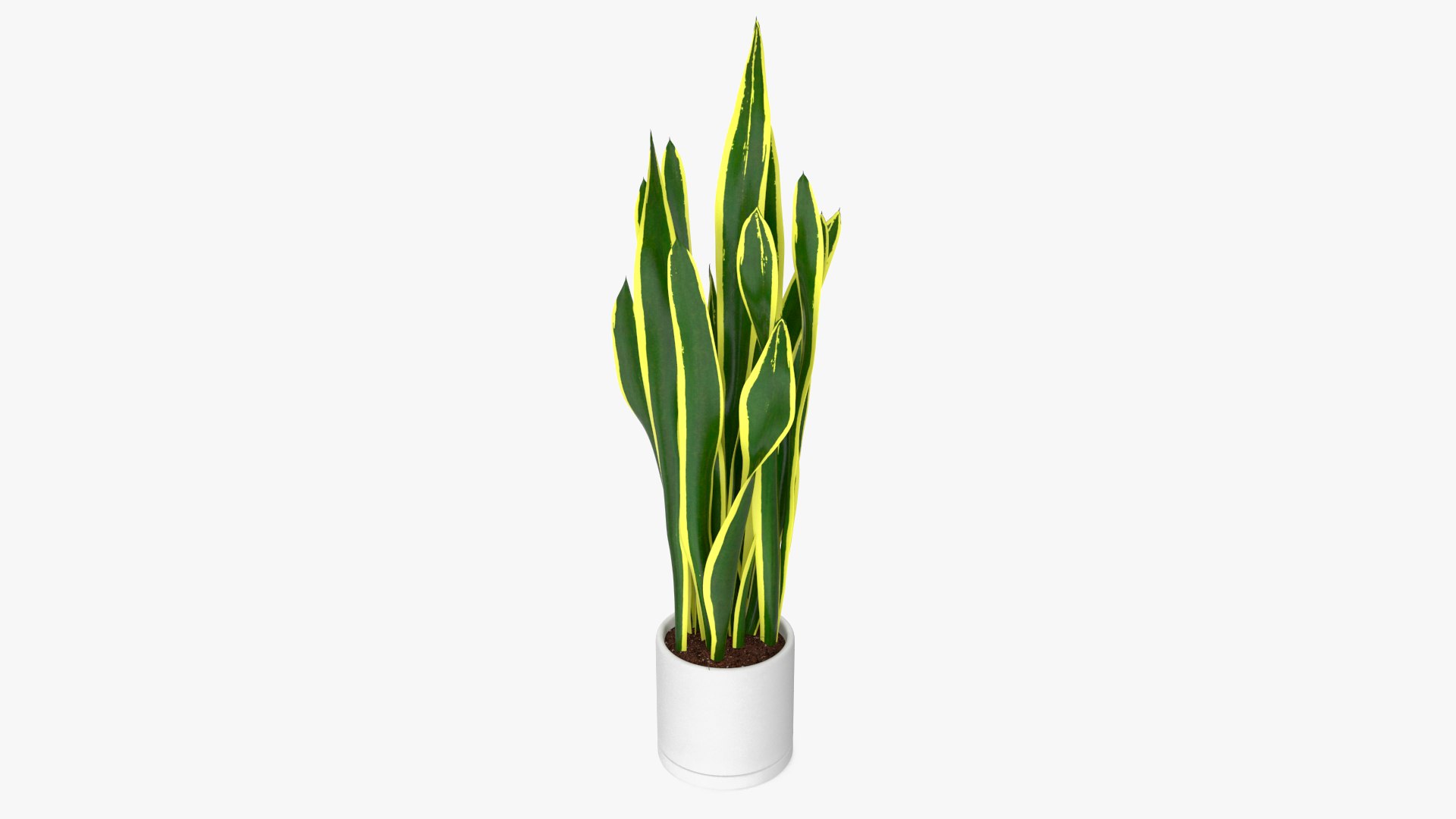 Sansevieria Trifasciata 3D model preview
