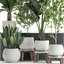 Decorative plants for the interior in white flowerpots 626