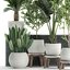 Decorative plants for the interior in white flowerpots 626
