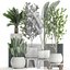 Decorative plants for the interior in white flowerpots 626