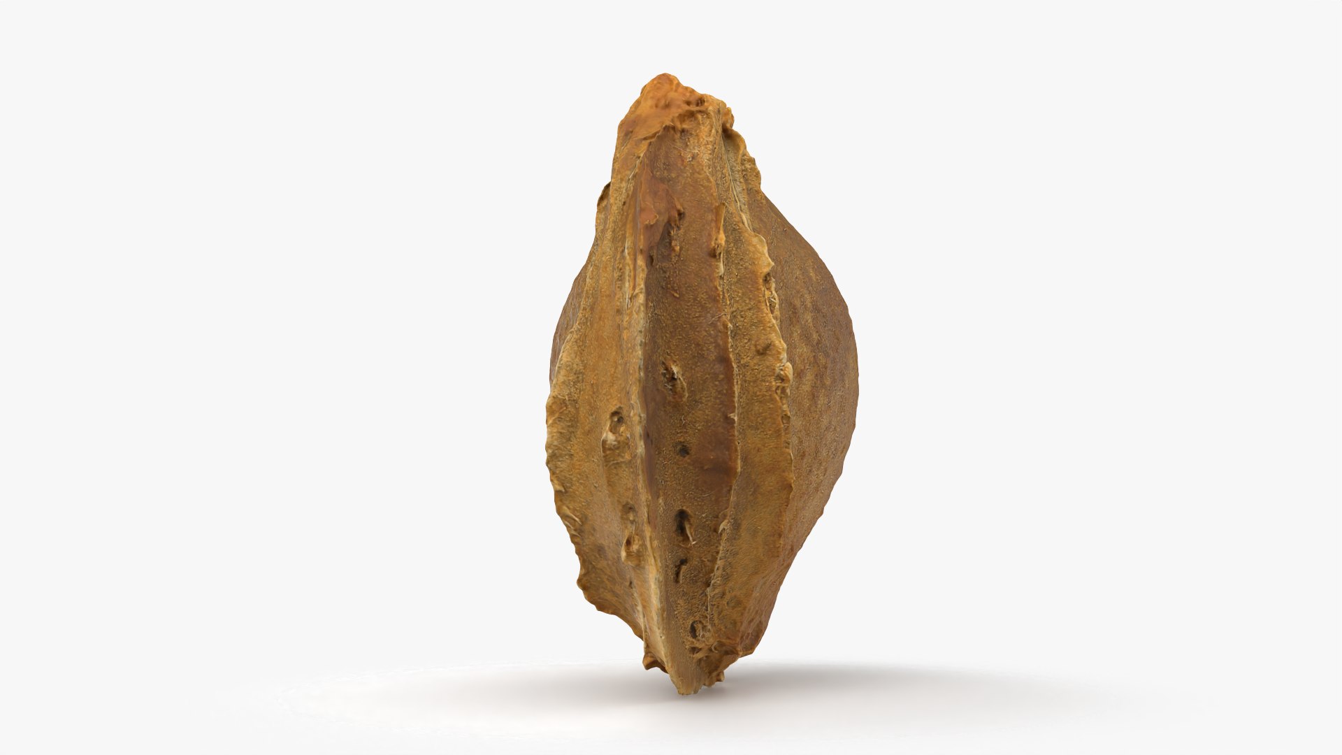 Apricot Kernel - 3D Scanned 3D model https://p.turbosquid.com/ts-thumb/Fh/QJt6BV/0x/apricotseed_0003/png/1784636559/1920x1080/fit_q87/aa8521887f9a1b24562bccf64e55f0e9b321eda7/apricotseed_0003.jpg