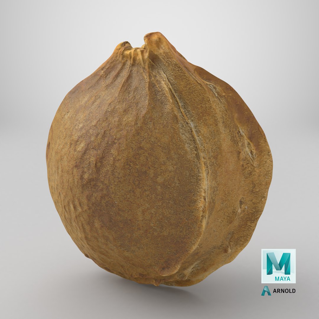 Apricot Kernel - 3D Scanned 3D model https://p.turbosquid.com/ts-thumb/Fh/QJt6BV/3p/stemcell_maya_arnold_render/png/1784734389/1920x1080/fit_q87/b7db60939c01a49e521052a49219d770525e8397/stemcell_maya_arnold_render.jpg