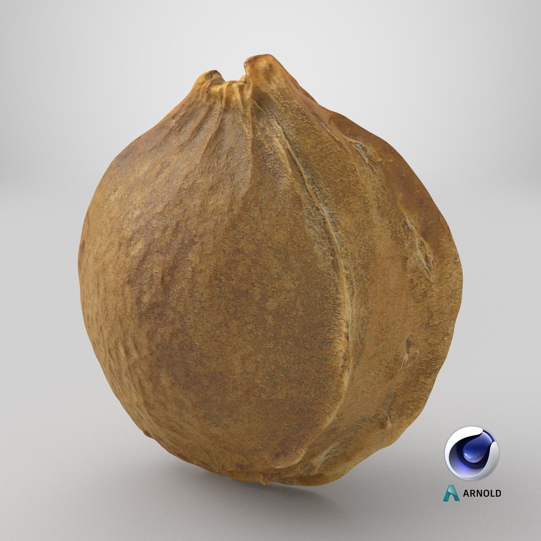 Apricot Kernel - 3D Scanned 3D model https://p.turbosquid.com/ts-thumb/Fh/QJt6BV/8W/stemcell_cinema_4d_arnold_render/png/1784734393/1920x1080/fit_q87/502cf207e2b2337632ea0600f6b7351d6e727f29/stemcell_cinema_4d_arnold_render.jpg