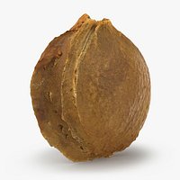 Apricot Kernel - 3D Scanned