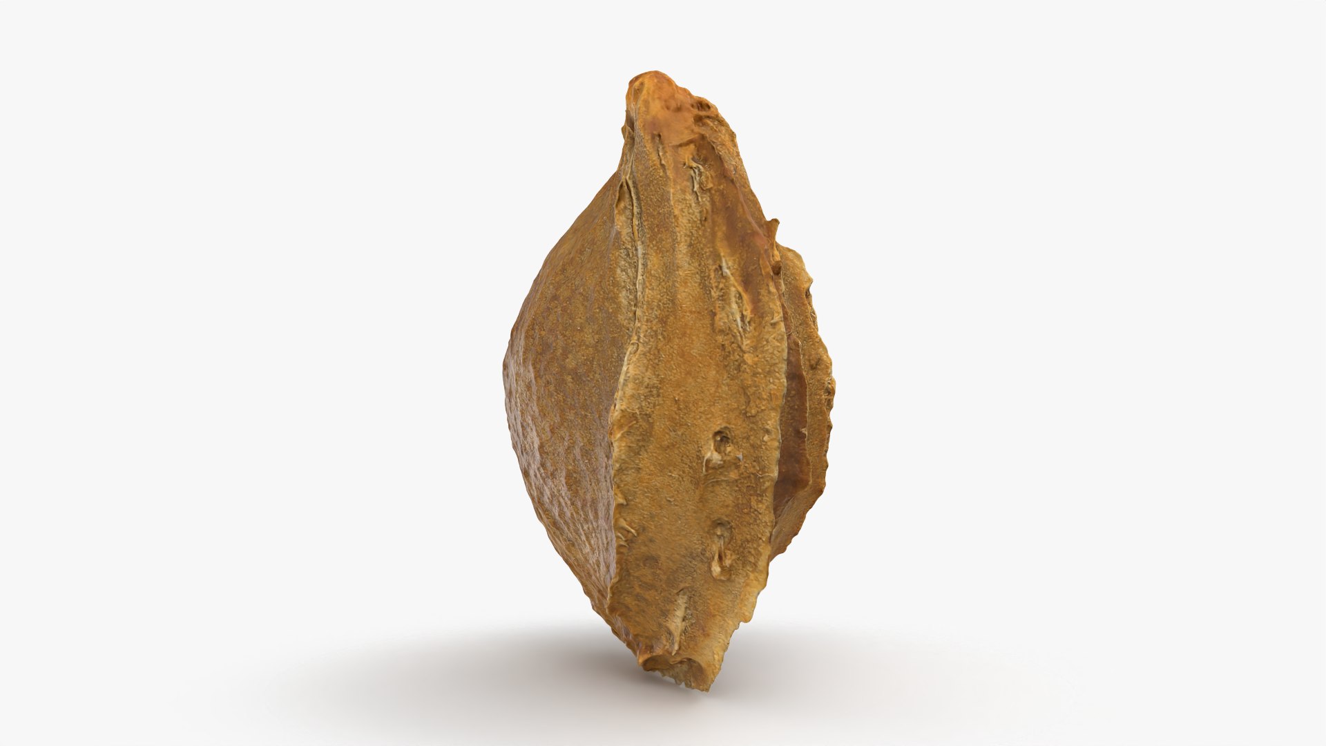 Apricot Kernel - 3D Scanned 3D model https://p.turbosquid.com/ts-thumb/Fh/QJt6BV/Dt/apricotseed_0006/png/1784636566/1920x1080/fit_q87/d21fef8a3228b75dd945fcba59476d2b3f6f39c1/apricotseed_0006.jpg