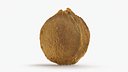 Apricot Kernel - 3D Scanned