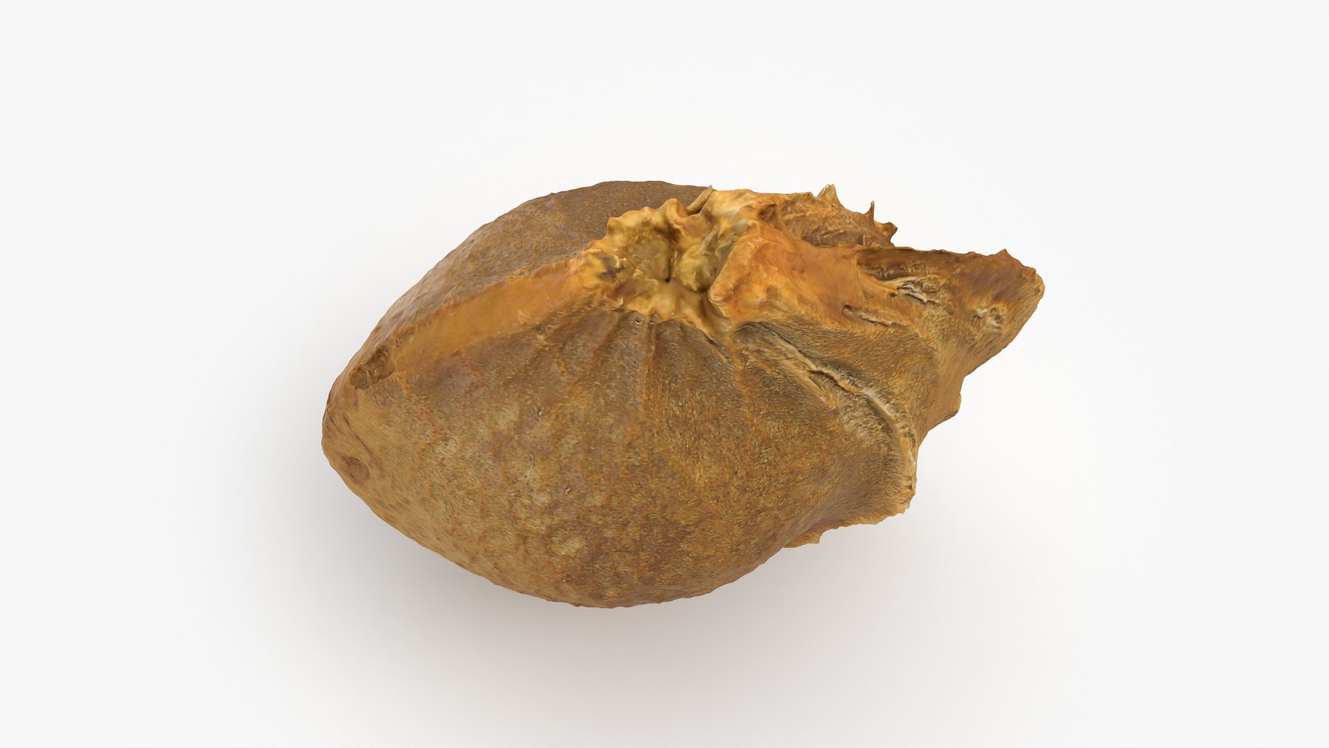 Apricot Kernel - 3D Scanned 3D model https://p.turbosquid.com/ts-thumb/Fh/QJt6BV/VV/apricotseed_0005/png/1784636571/1920x1080/fit_q87/240de608ac2aa2976955bb254a20780295960379/apricotseed_0005.jpg