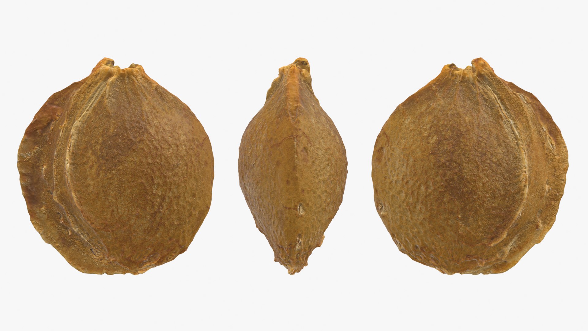 Apricot Kernel - 3D Scanned 3D model https://p.turbosquid.com/ts-thumb/Fh/QJt6BV/qi/apricotseed_d0006/png/1784636572/1920x1080/fit_q87/9a9d27647c3780d37e958b1689e36f477fb320c3/apricotseed_d0006.jpg