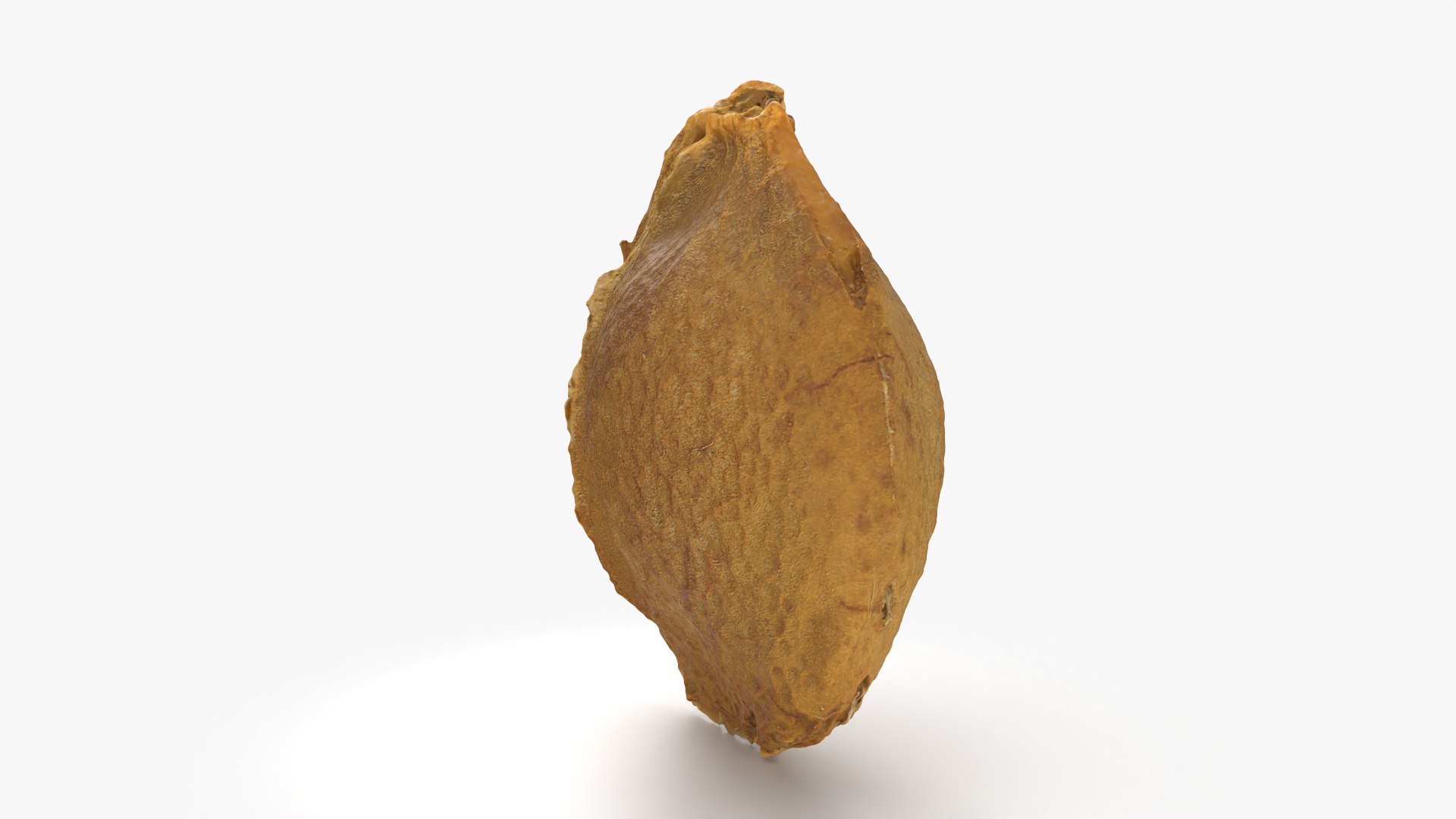 Apricot Kernel - 3D Scanned 3D model https://p.turbosquid.com/ts-thumb/Fh/QJt6BV/zj/apricotseed_0004/png/1784636560/1920x1080/fit_q87/5264a0e72dc1f72a803ee434d9d5bb819f4ad0fe/apricotseed_0004.jpg