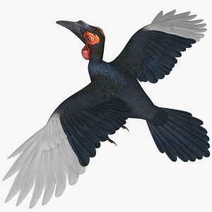 Bucorvus