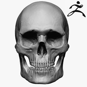 3ds caucasoid male skull zbrush
