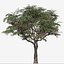 Set of Melia Azedarach or Chinaberry Tree  - 2 Trees model